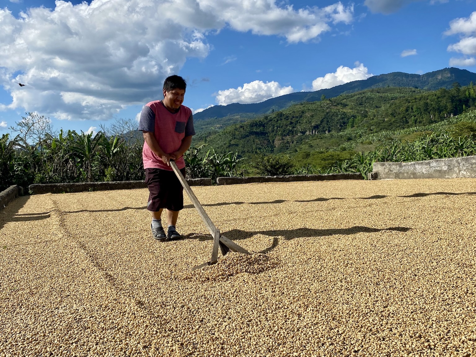For Honduran coffee growers, EUDR compliance means changing old habits
