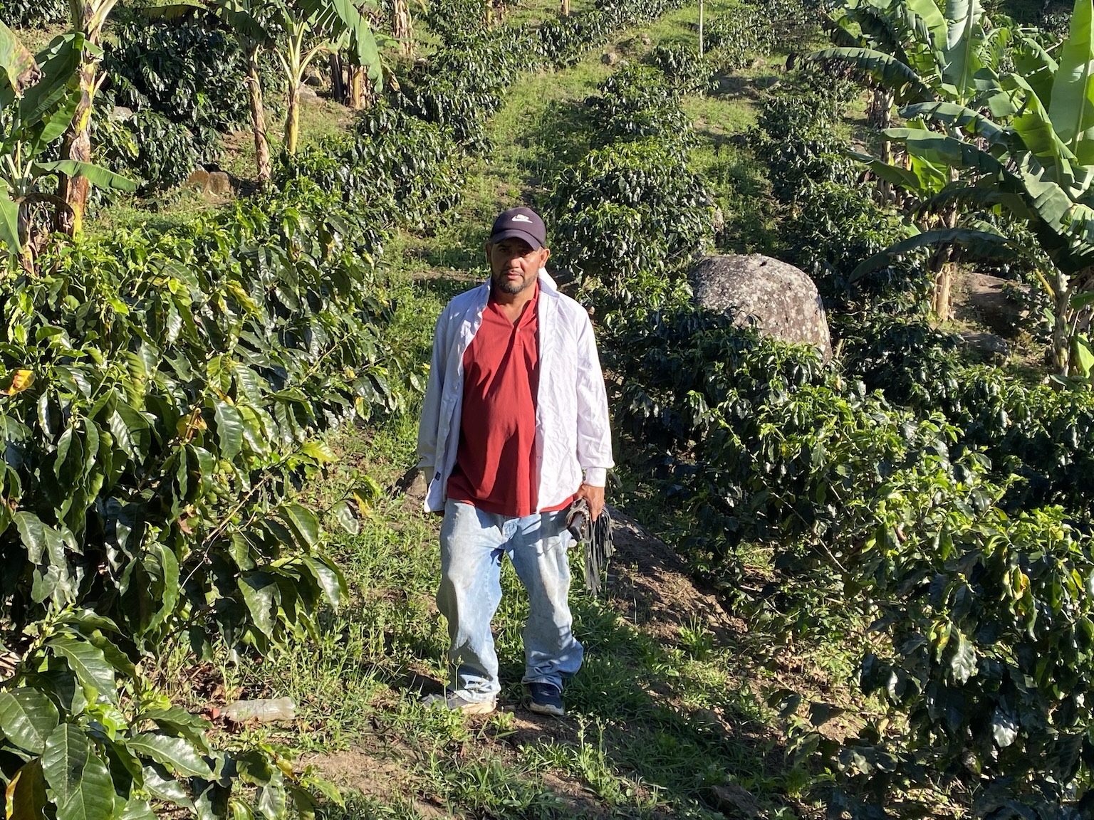 For Honduran coffee growers, EUDR compliance means changing old habits