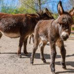 Brazílski vedci hľadajú náhradu za ejiao, aby ochránili somáre pred úbytkom Brazílski vedci hľadajú náhradu za ejiao, aby ochránili somáre pred úbytkom