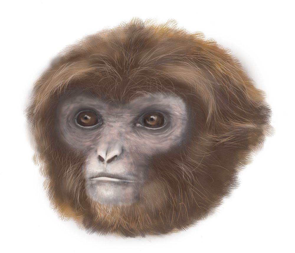 An artist's representation reveals what the newfound primate, &amp;lt;em&amp;gt;Pliobates cataloniae&amp;lt;/em&amp;gt;, would have looked like when alive some 11.6 million years ago.