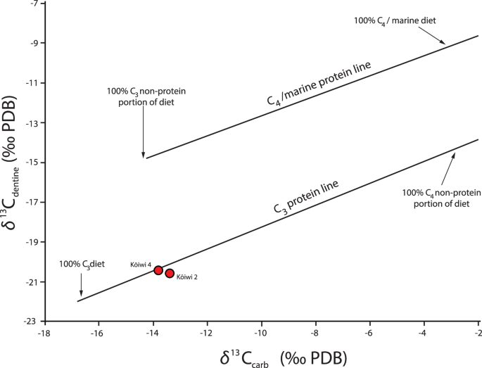 Fig. 4: The δ13Cdentine and δ13Ccarbonate values of Kōiwi 2 and Kōiwi 4 plotted against regression equations for different diets, figure adapted from26 with permission from John Wiley and Sons (licence no. 6187221324386).