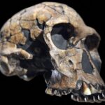 Homo habilis: najstarší pomenovaný človek, no možno vôbec nie človek Homo habilis: najstarší pomenovaný človek, no možno vôbec nie človek