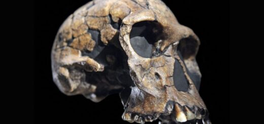Homo habilis: najstarší pomenovaný človek, no možno vôbec nie človek