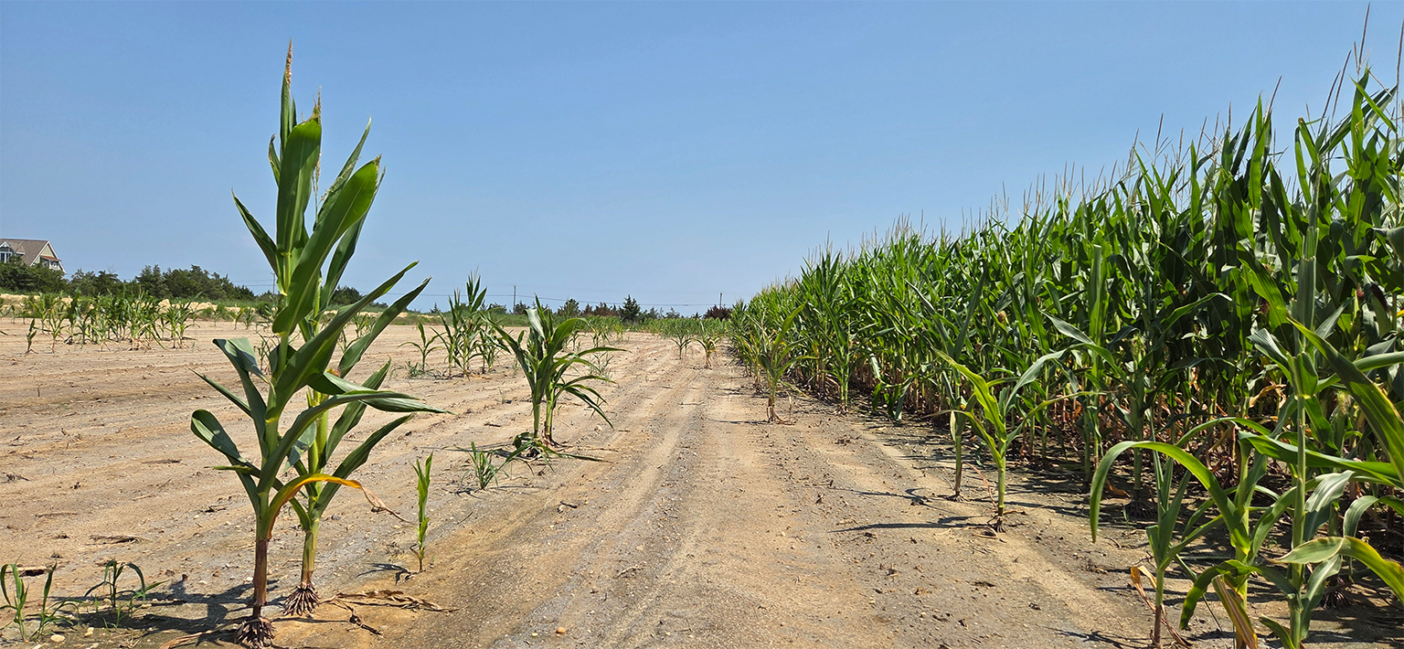 Sections of a cornfield in the eastern United States. The areas with elevated salt (left) yielded far fewer crops than areas with normal salt. Image courtesy of Jarrod Miller/Delmarva Saltwater Intrusion.