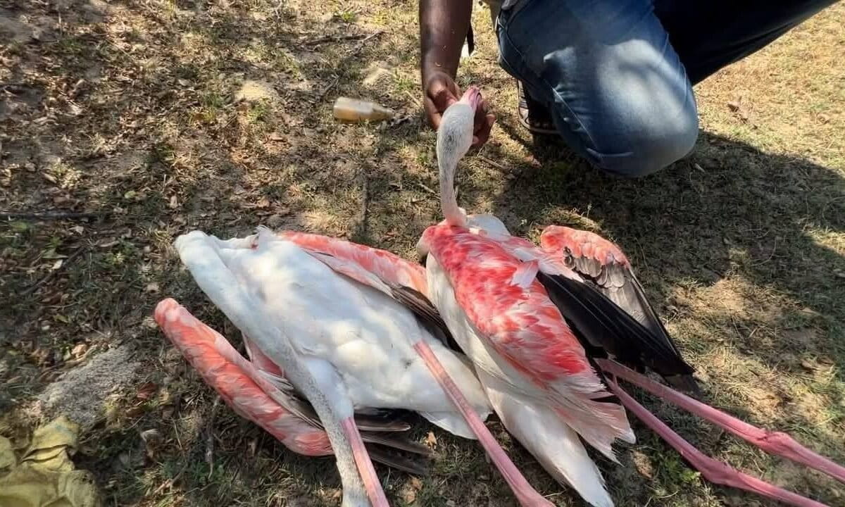 Sri Lanka flamingo deaths raise concerns over power infrastructure in wetlands