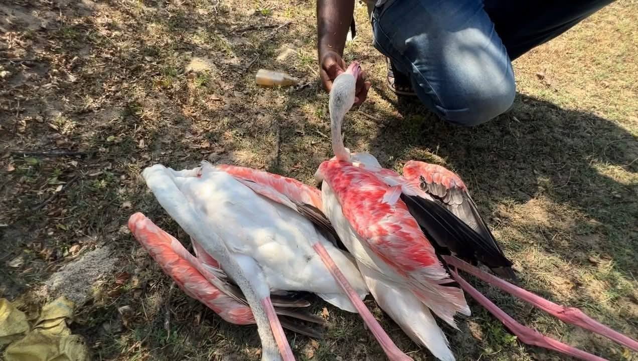 Sri Lanka flamingo deaths raise concerns over power infrastructure in wetlands