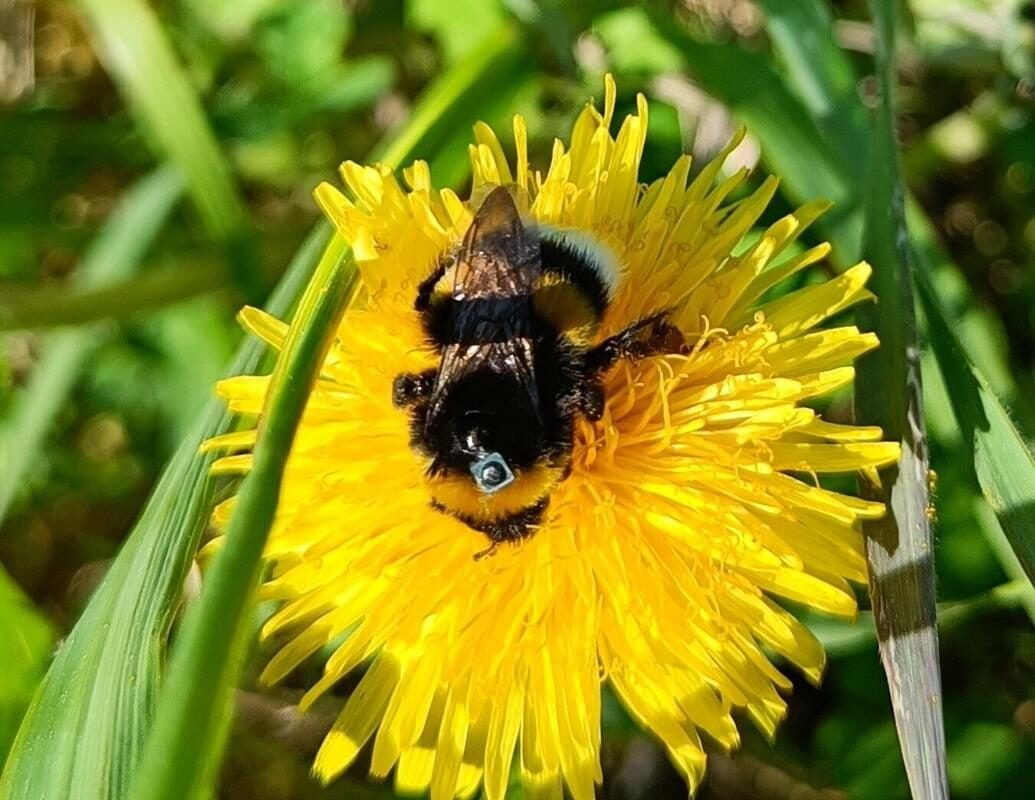 Household mosquito repellents may stop bumblebees from finding their way home