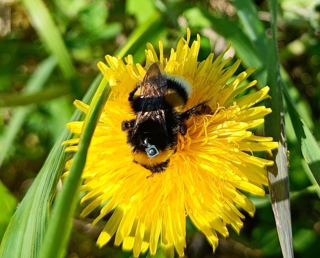 Household mosquito repellents may stop bumblebees from finding their way home