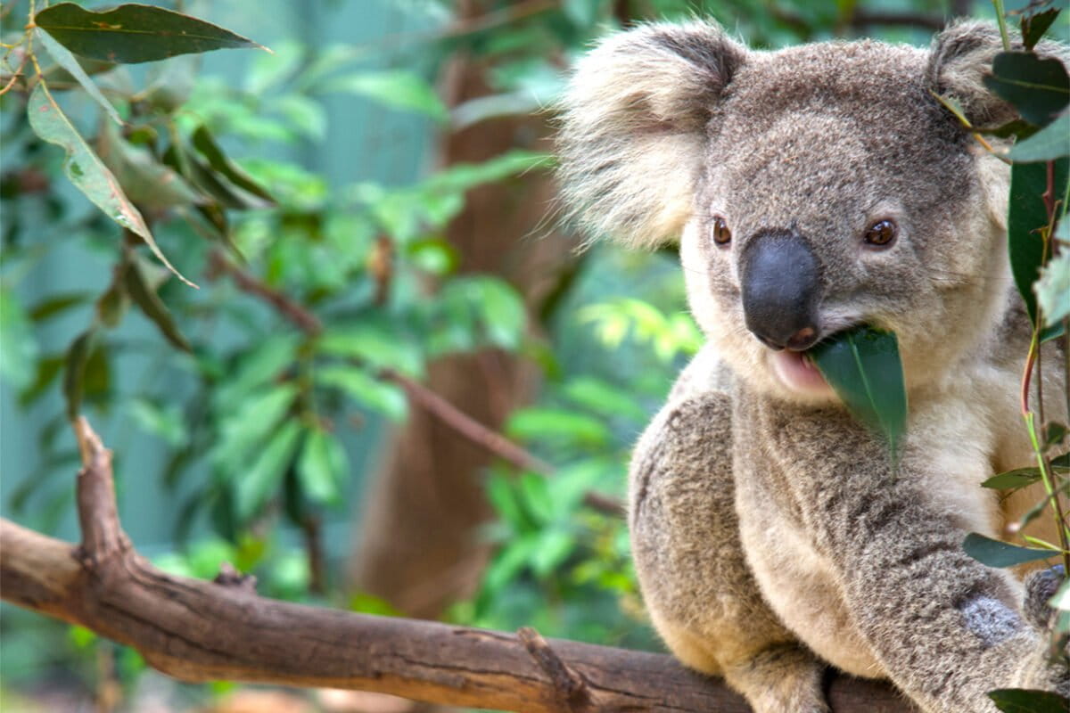 Great Koala National Park tests whether protected forests can stay connected