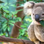 Nový Great Koala National Park ukáže, či sa dajú ochránené lesy udržať prepojené Nový Great Koala National Park ukáže, či sa dajú ochránené lesy udržať prepojené
