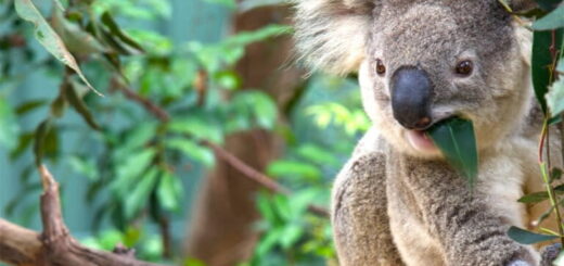 Nový Great Koala National Park ukáže, či sa dajú ochránené lesy udržať prepojené