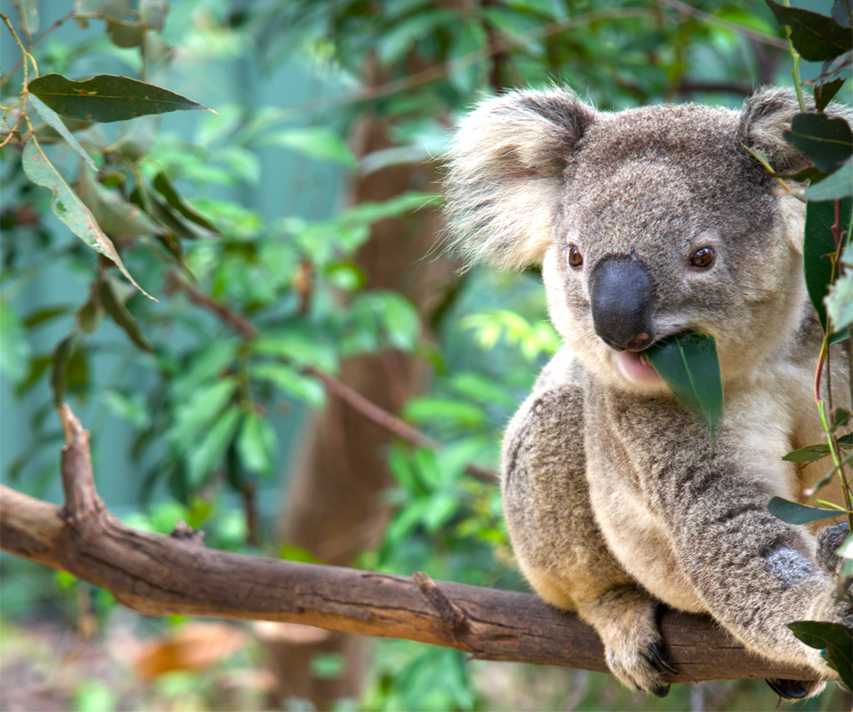 Great Koala National Park tests whether protected forests can stay connected