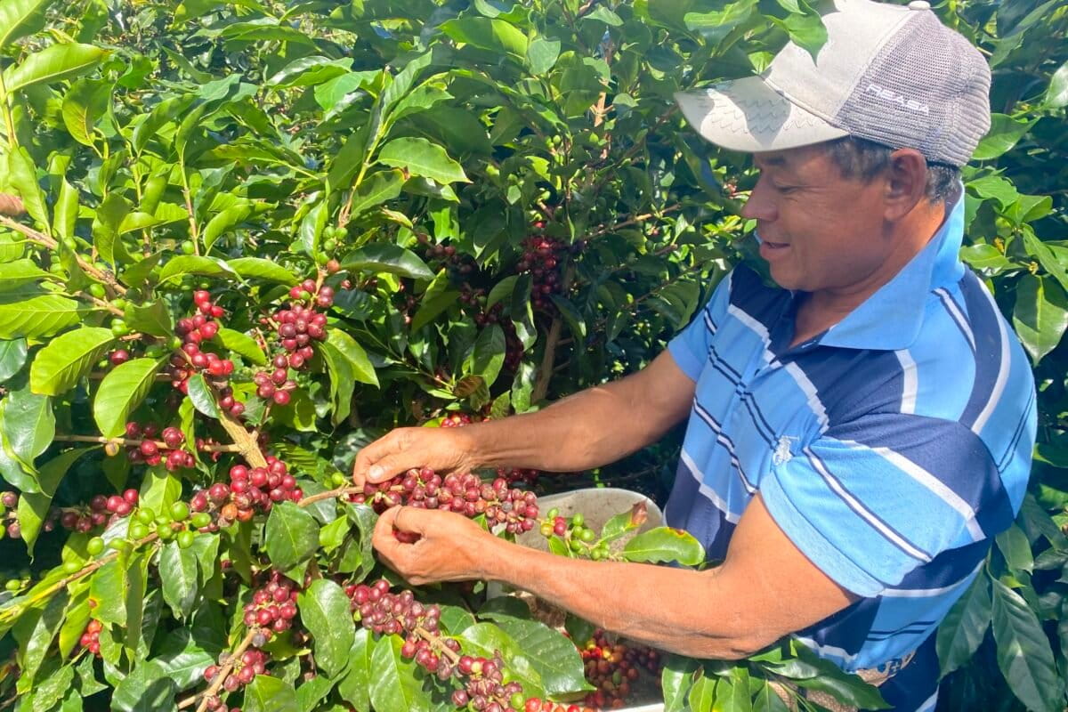 For Honduran coffee growers, EUDR compliance means changing old habits