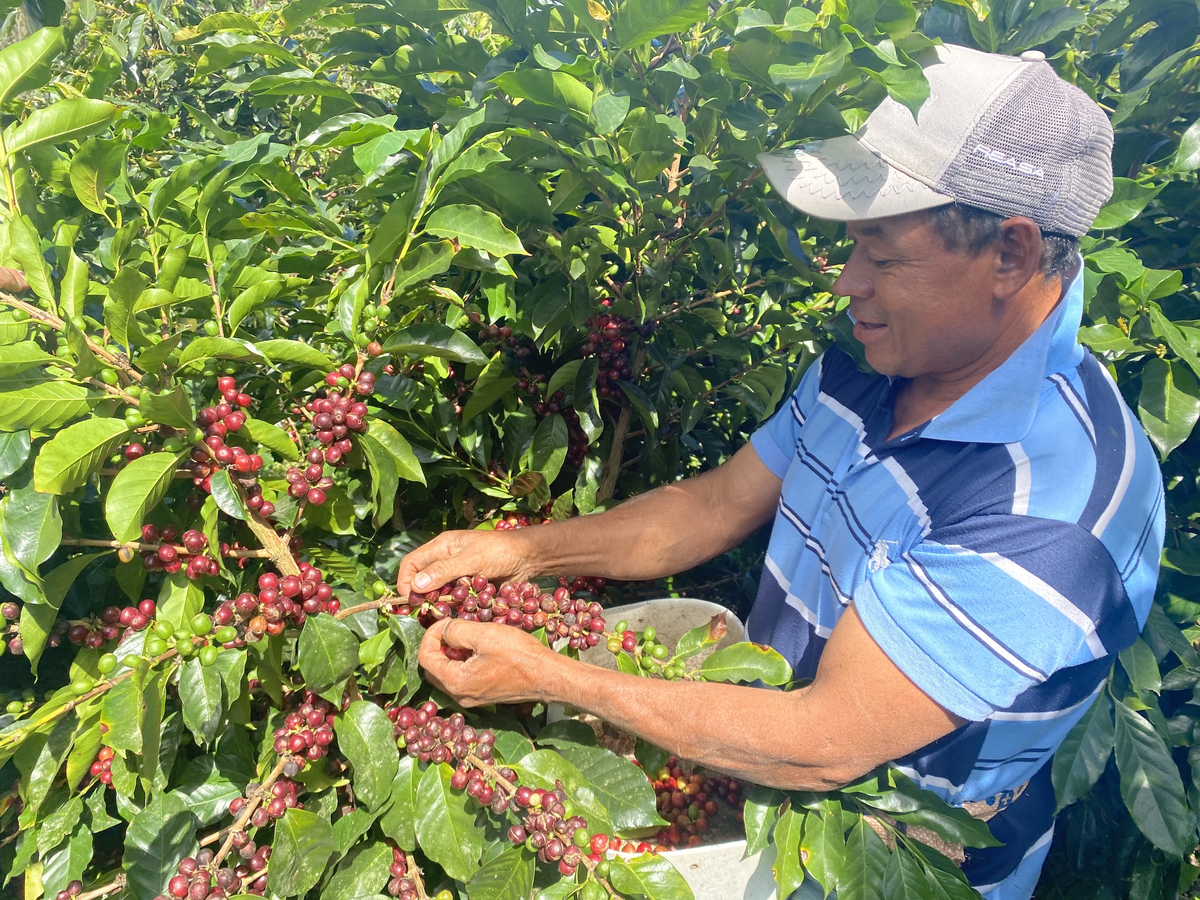 For Honduran coffee growers, EUDR compliance means changing old habits