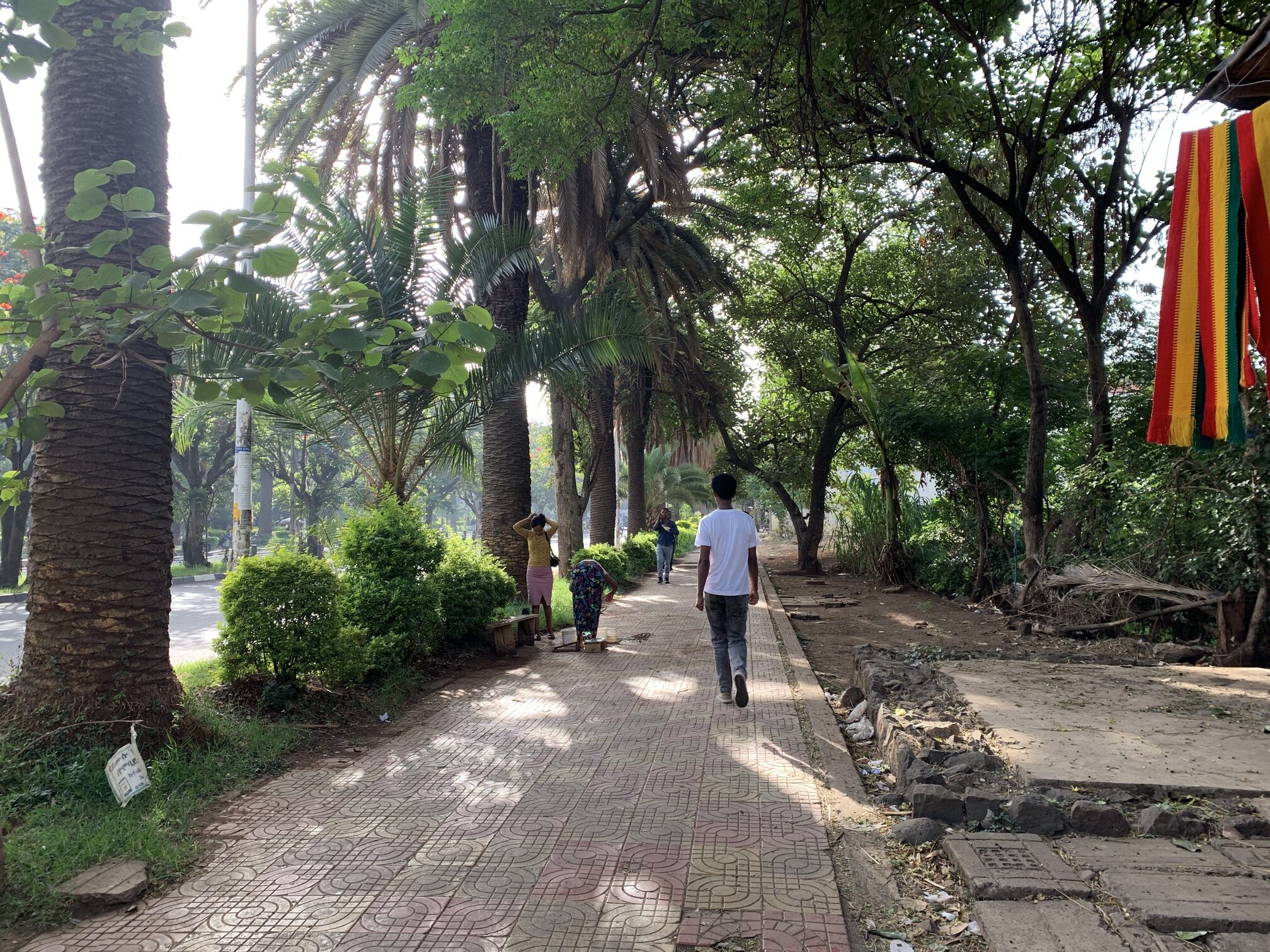 Palm-lined trees provide near-continuous canopy cover along a boulevard in Bahir Dar, the capital of Ethiopia’s Amhara region. The book notes that canopy closure along some of the city’s main streets approaches 100%, making Bahir Dar one of the most heavily treed urban centers in Africa. Image courtesy of Cathy Watson/CIFOR-ICRAF.