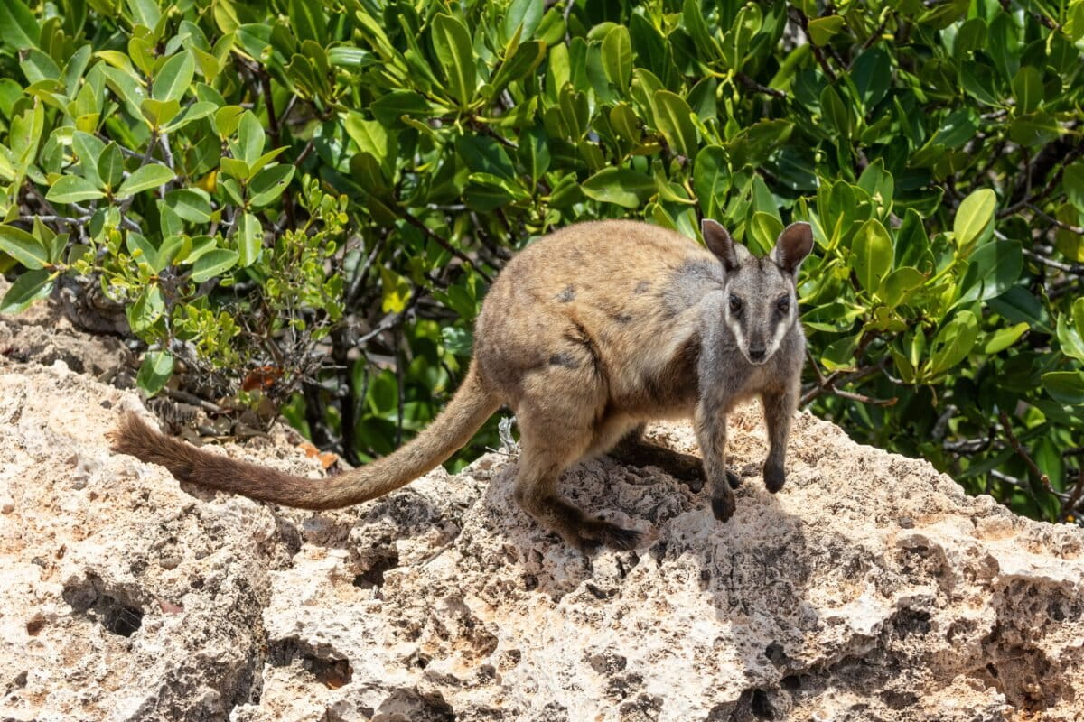 Australia is failing to meet its environment targets, argues ecologist