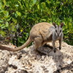 Austrália podľa ekológa zaostáva za vlastnými cieľmi ochrany prírody Austrália podľa ekológa zaostáva za vlastnými cieľmi ochrany prírody