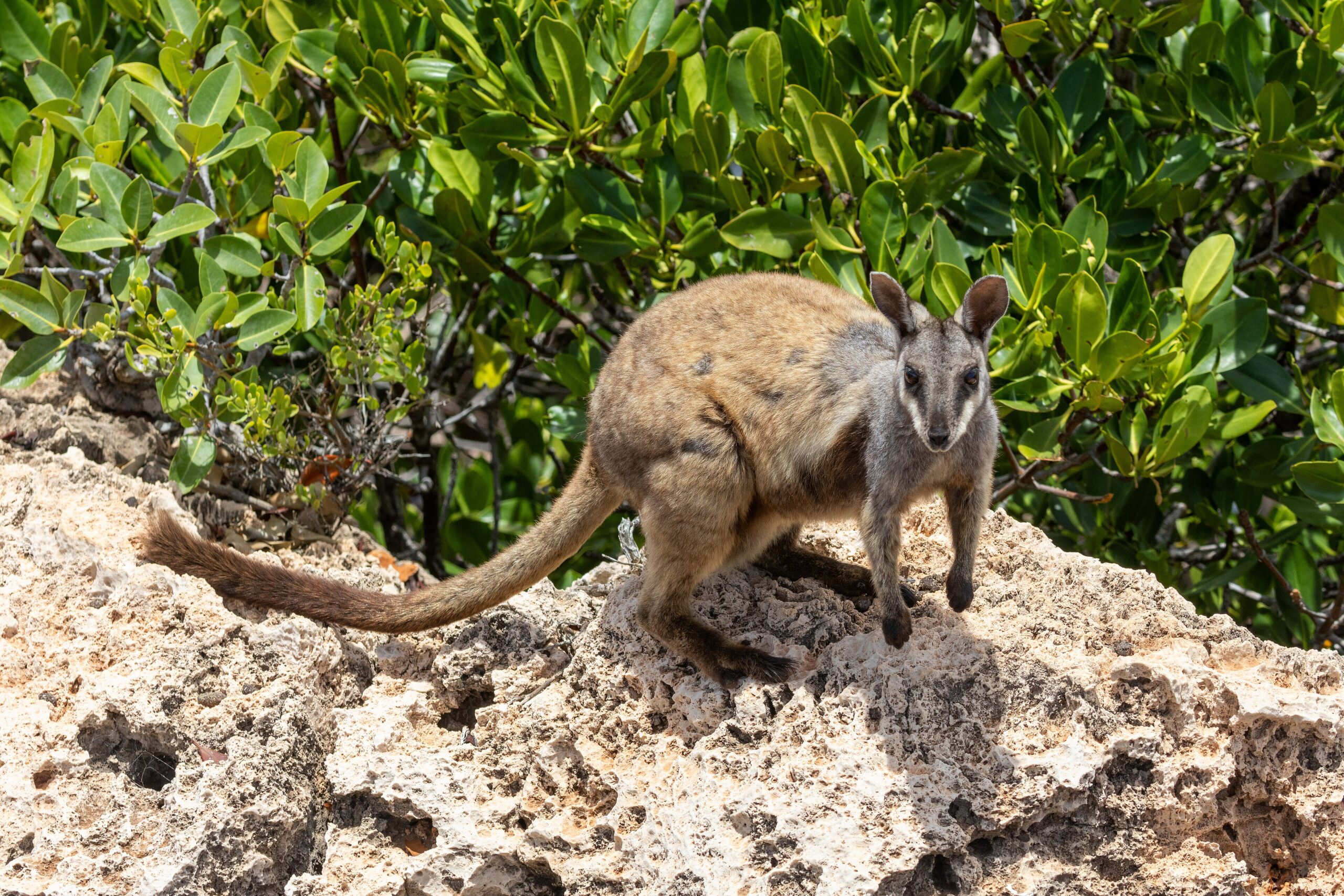 Australia is failing to meet its environment targets, argues ecologist