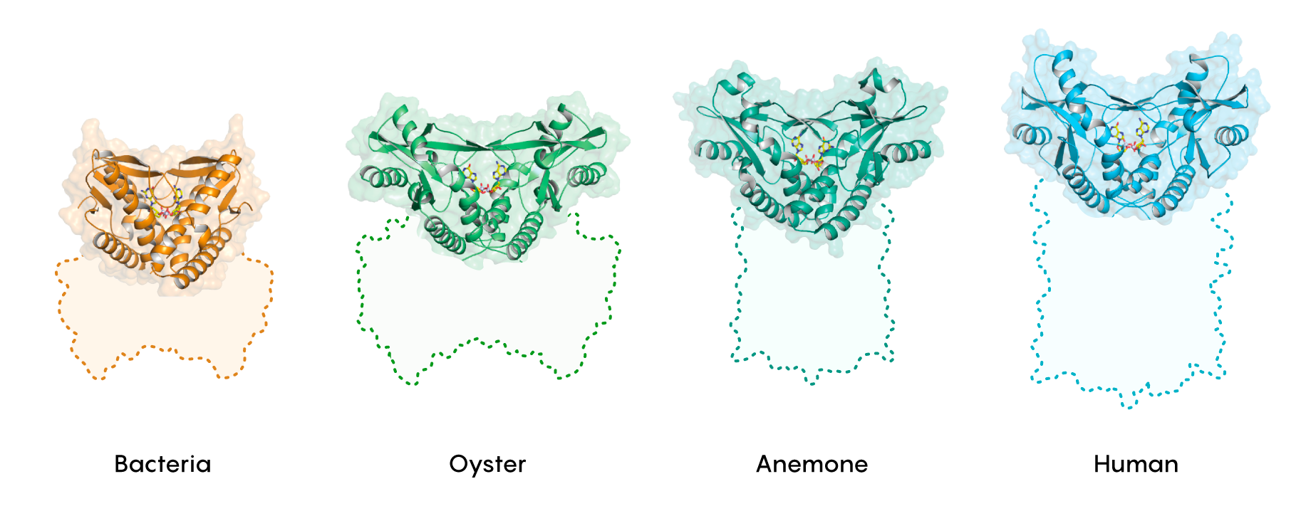 The Ancient Weapons Active in Your Immune System Today