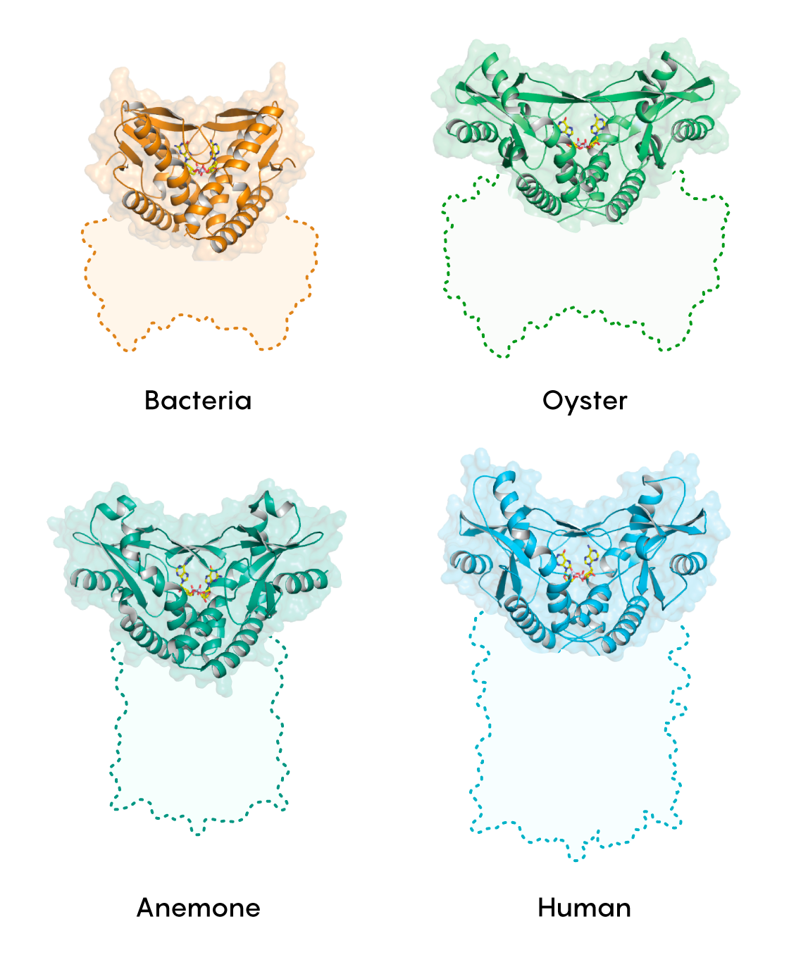 The Ancient Weapons Active in Your Immune System Today