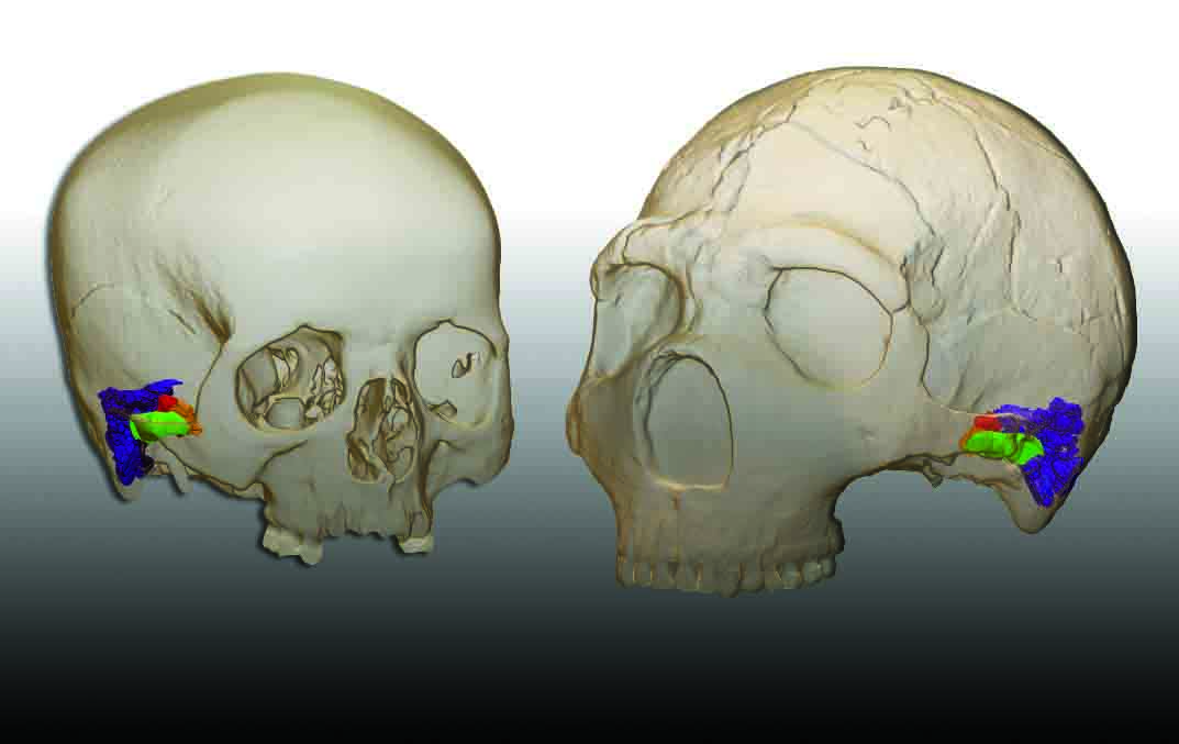 Spain’s Neanderthals Preferred Seasonal Shellfish