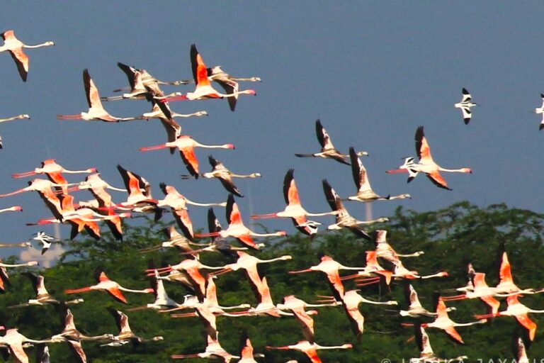 Sri Lanka flamingo deaths raise concerns over power infrastructure in wetlands