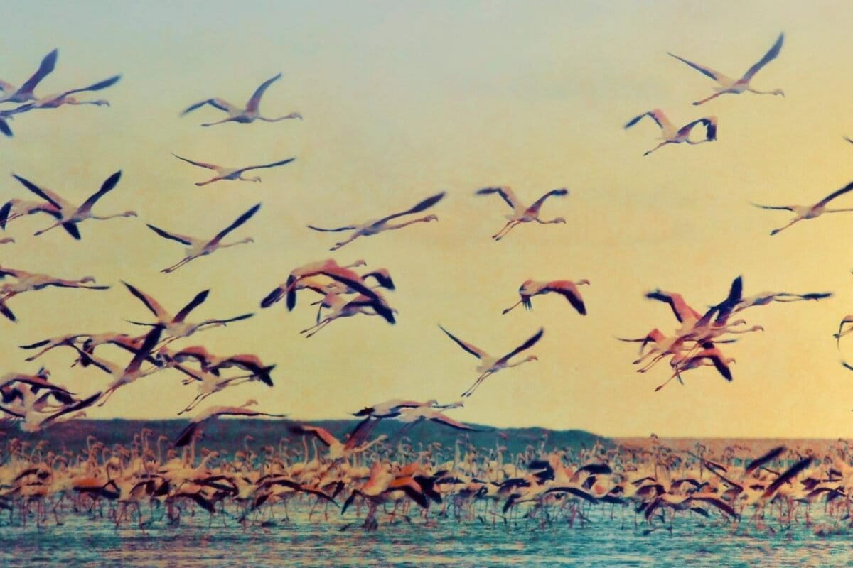 Sri Lanka flamingo deaths raise concerns over power infrastructure in wetlands
