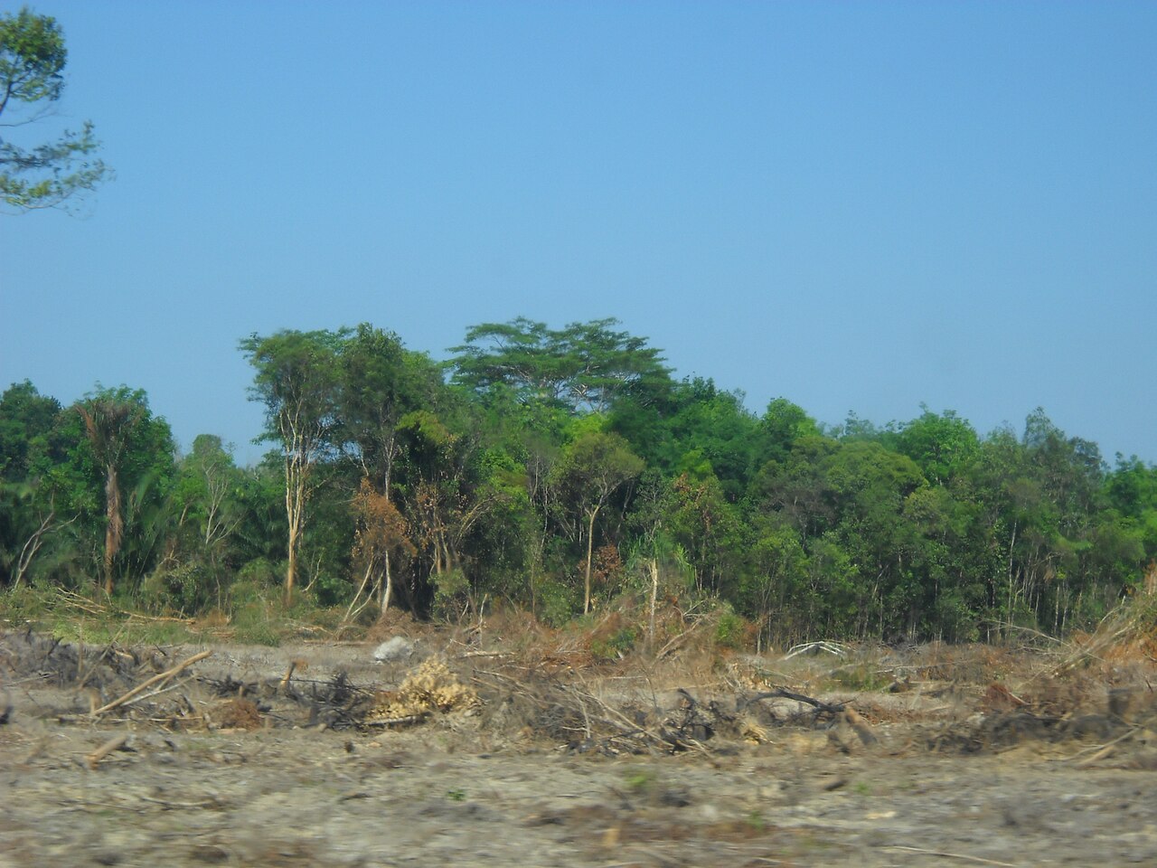 Clearing forest for oil palm plantations on Indonesia's Bangka island. Image by Taman Renyah via Wikicommons (CC BY-SA 3.0