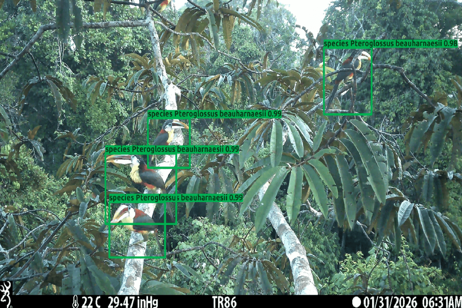 AI models for the detection of species primarily focus on terrestrial animals, with tree-dwelling species largely overlooked.