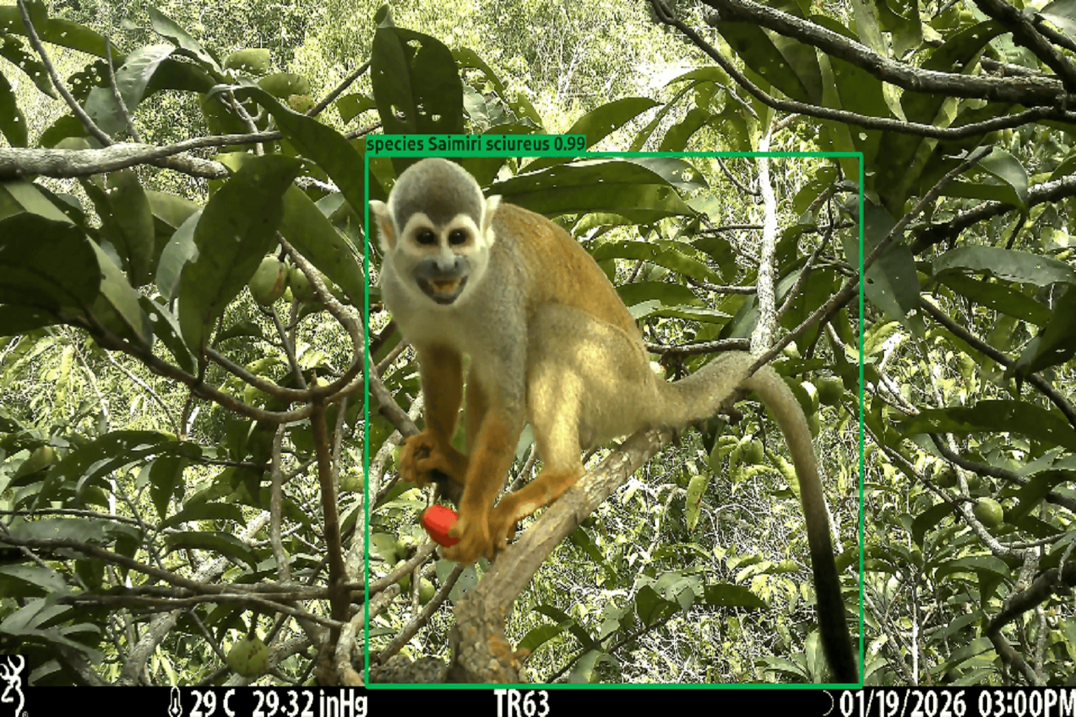 TropiCam-AI can recognize 84 taxa including 63 species with an accuracy of 95% for the majority of the taxa.