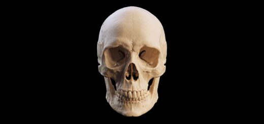 Ľudská evolúcia: čo vieme o pôvode Homo sapiens za posledných 300 000 rokov