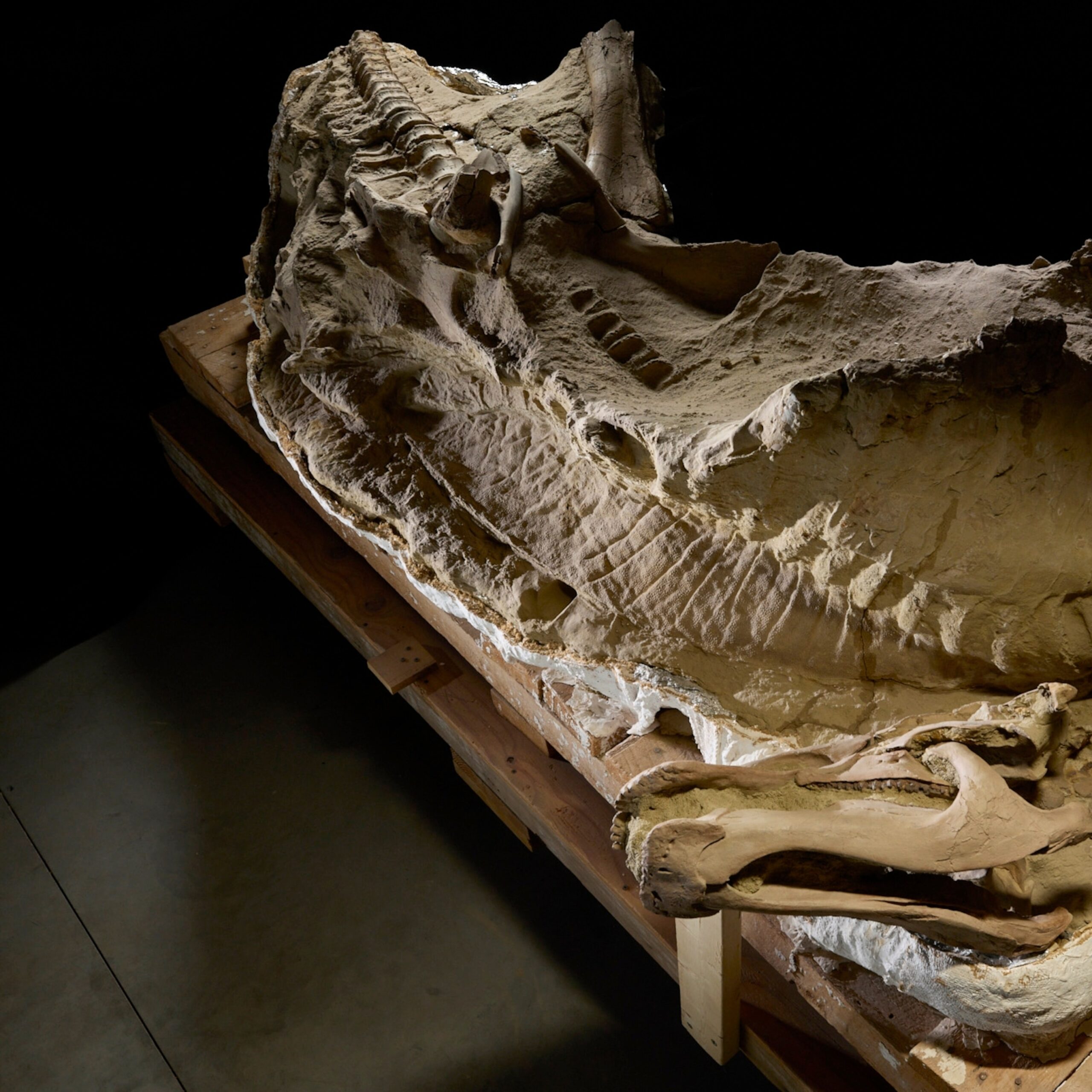 Exclusive: There’s a new T. rex in town—and this giant beast ruled the seas