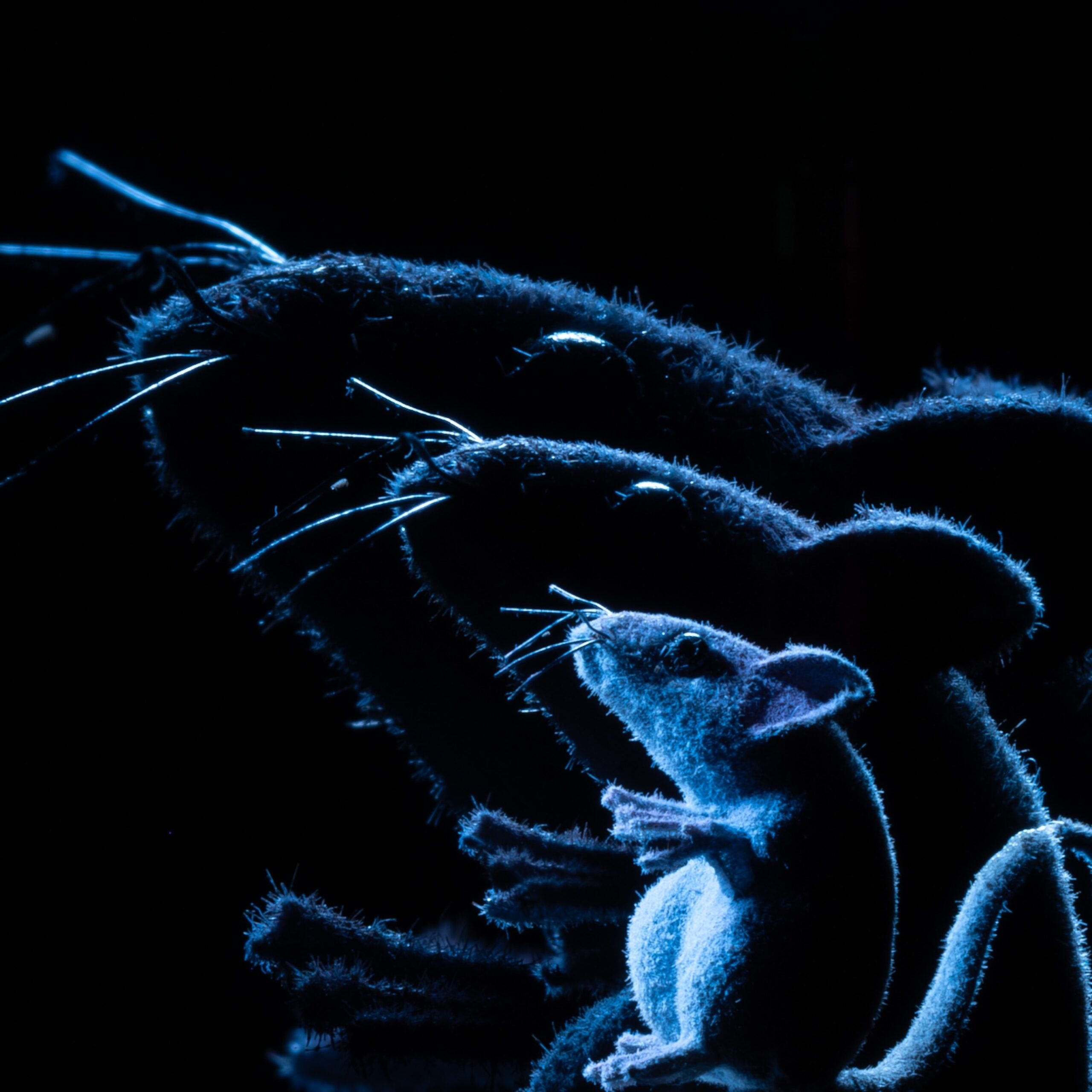 A toy mouse, illuminated in blue, with 2 increasingly larger versions seen behind it