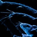 Vedec vytvoril klon z klonu z klonu. Po 20 rokoch je jasné, kde sa technológia láme Vedec vytvoril klon z klonu z klonu. Po 20 rokoch je jasné, kde sa technológia láme