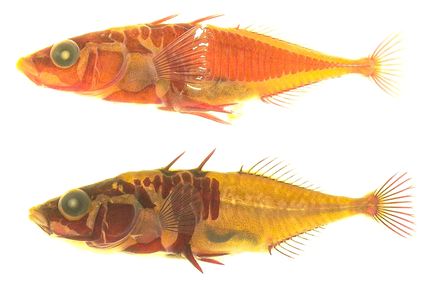 How Ecotypes Harbor the Genetic Memory of a Species’ Past