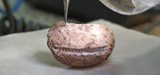 Neandertálci v Španielsku zrejme zbierali morské mäkkýše podľa ročných období