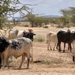 Raní pastieri vo východnej Afrike sa nevzdali divokej potravy Raní pastieri vo východnej Afrike sa nevzdali divokej potravy