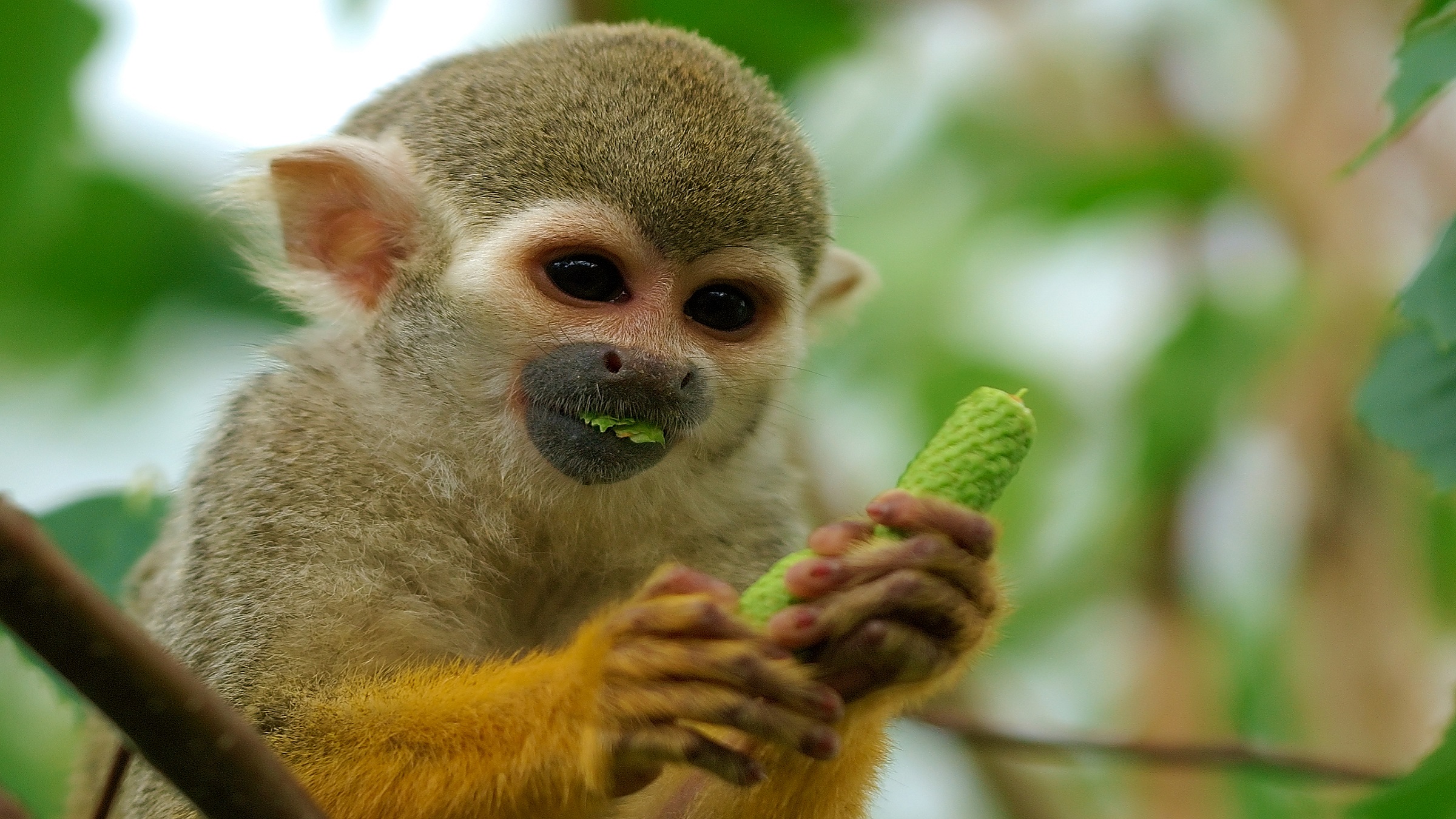 Most wildlife AI focuses on the ground. This model looks up in the trees