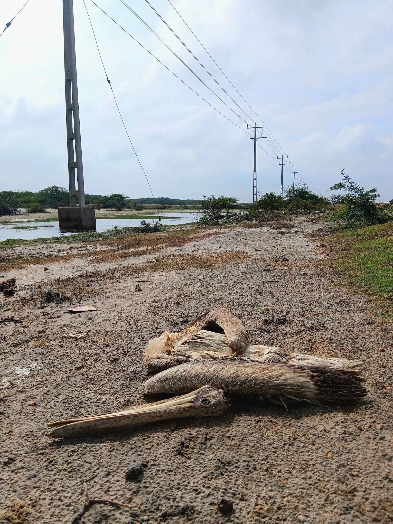 Sri Lanka flamingo deaths raise concerns over power infrastructure in wetlands