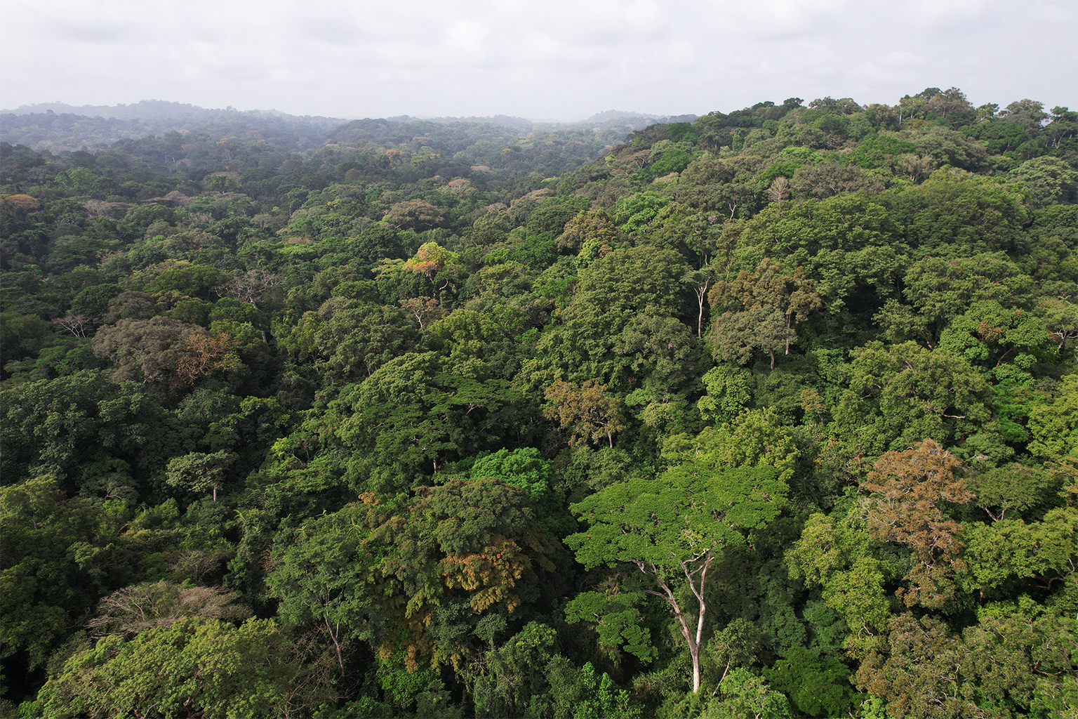 The Upper Guinean Tropical Rainforest once covered some 700,000 square kilometers (about 270,000 square miles) of West Africa. Today it is highly fragmented and one of the most threatened biodiversity hotspots in the world. Image courtesy of H.S. Sathya Chandra Sagar/Sound Forest Lab.