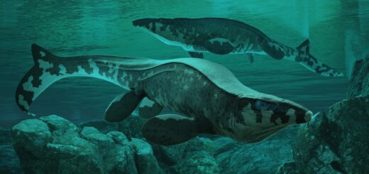 Nový „T. rex“ z oceánu: paleontológovia opísali obrovského mosasaura Tylosaurus rex