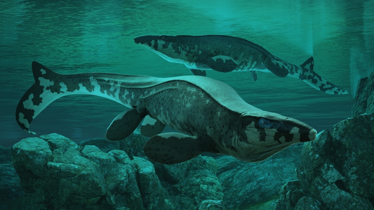 Nový „T. rex“ z oceánu: paleontológovia opísali obrovského mosasaura Tylosaurus rex