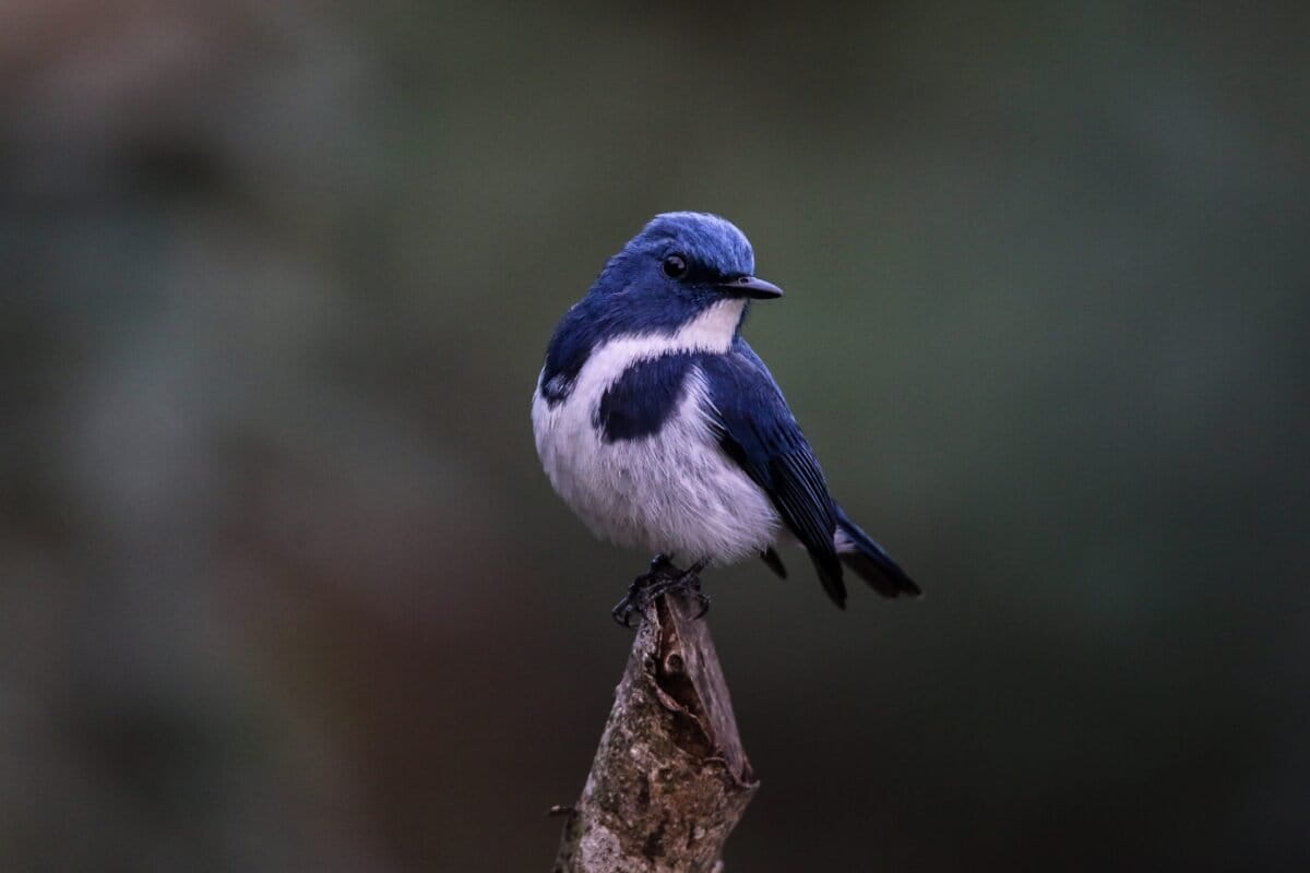 Nepal’s infrastructure risks wildlife habitats beyond protected areas, study warns