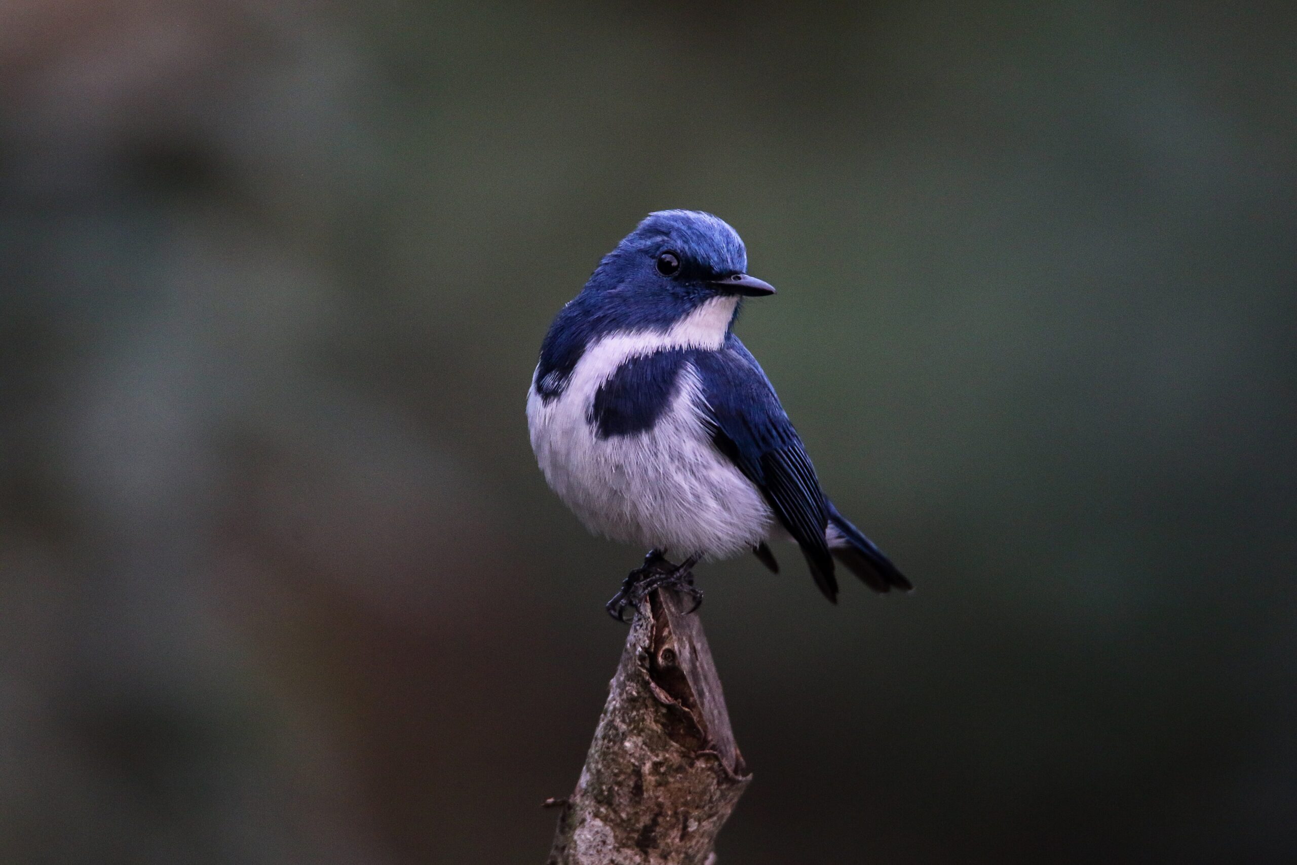 Nepal’s infrastructure risks wildlife habitats beyond protected areas, study warns