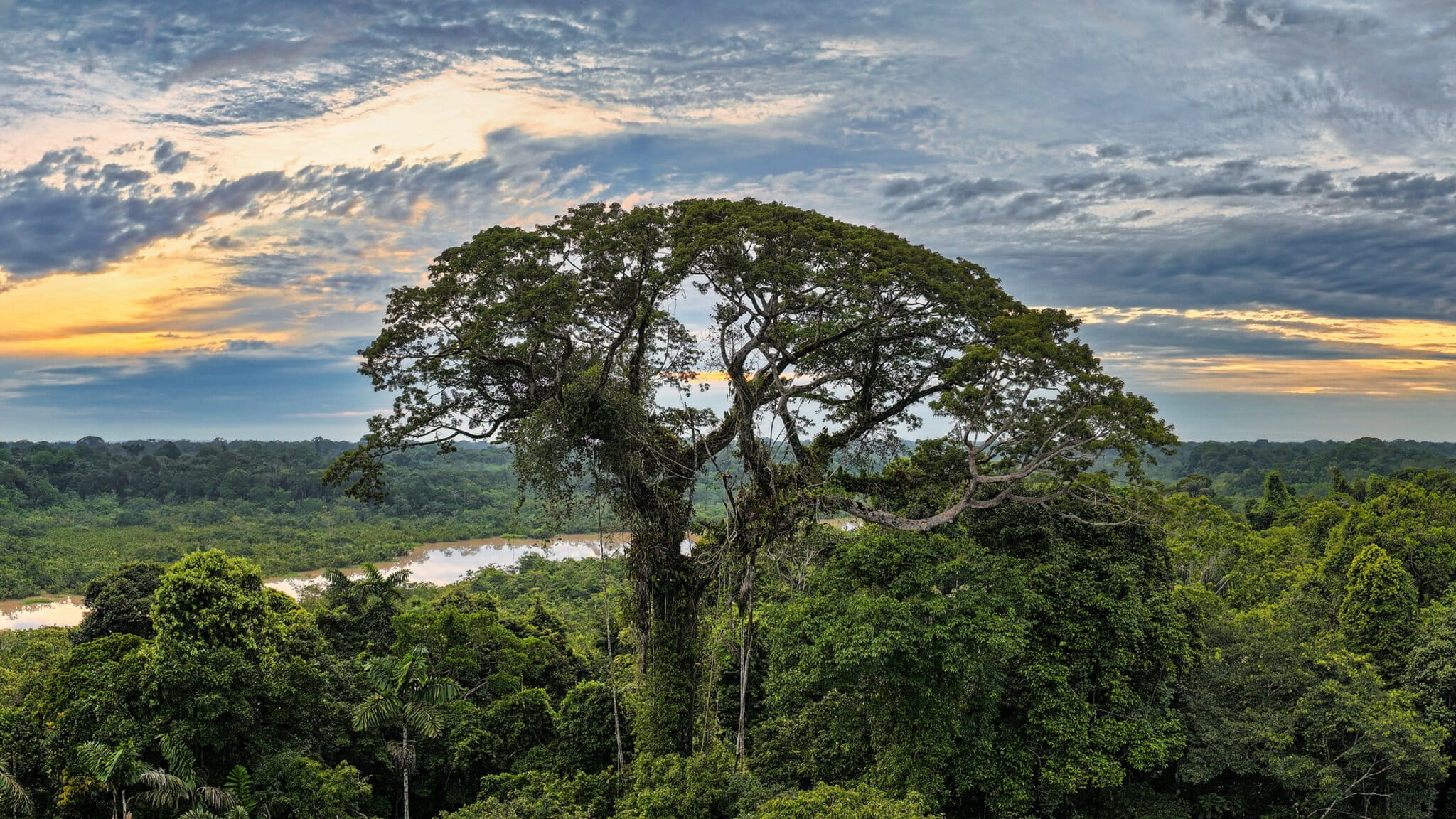 Emergent tree in the Amazon rainforest. Photo by Rhett Ayers Butler