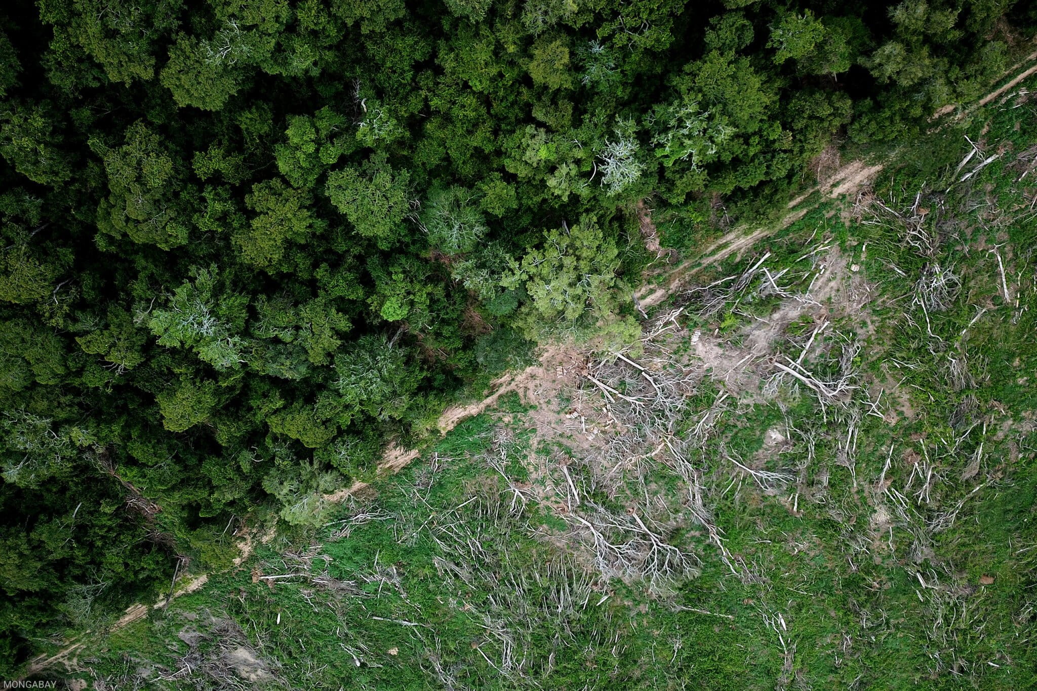 The Amazon’s path from crisis to durability