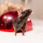 Genetická analýza odhalila, že mnohé laboratórne myši nie sú geneticky také, ako sa uvádza Genetická analýza odhalila, že mnohé laboratórne myši nie sú geneticky také, ako sa uvádza
