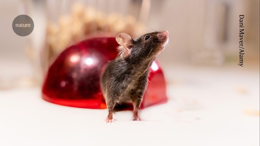 Genetická analýza odhalila, že mnohé laboratórne myši nie sú geneticky také, ako sa uvádza