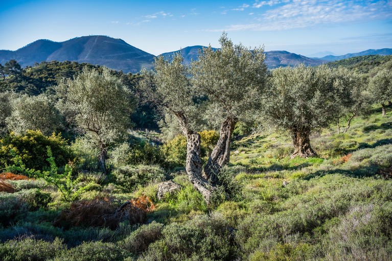 A grove of olive trees that is home to many wild animals and bird species in Turkey.