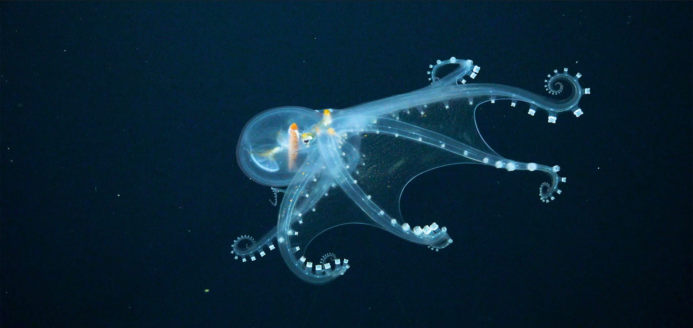 As economic case for deep-sea mining weakens, industry should halt urgency to begin operation (commentary)
